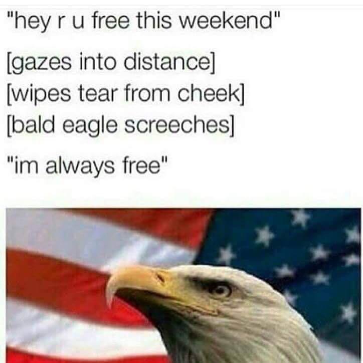 Bald eagle with american flag