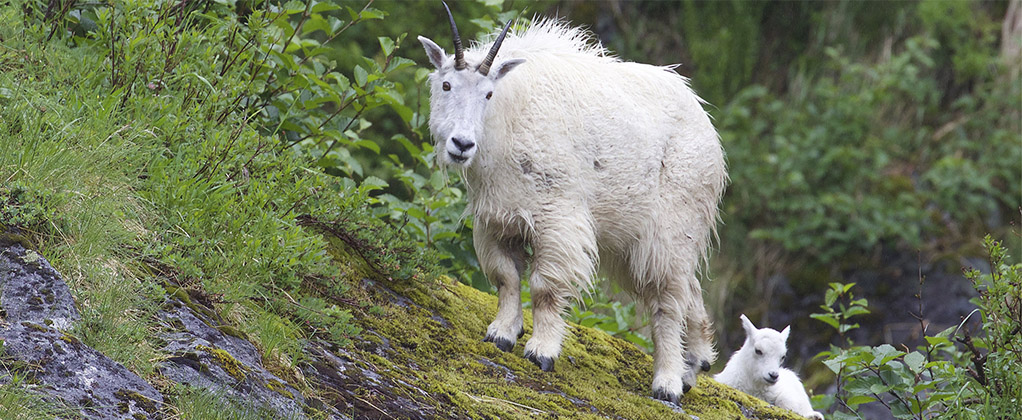 Goats on a forest hill