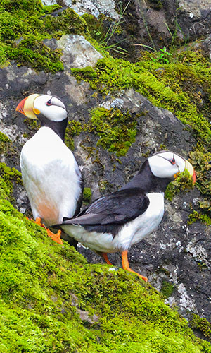 Puffins on grassy rocks