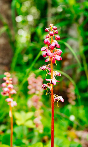 Close up of a pink wintergreen