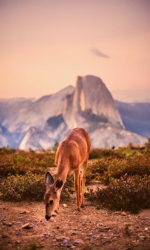 Deer with a mountain backdrop