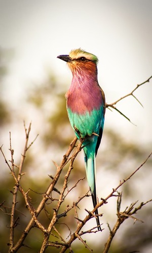 Small bird on a branch