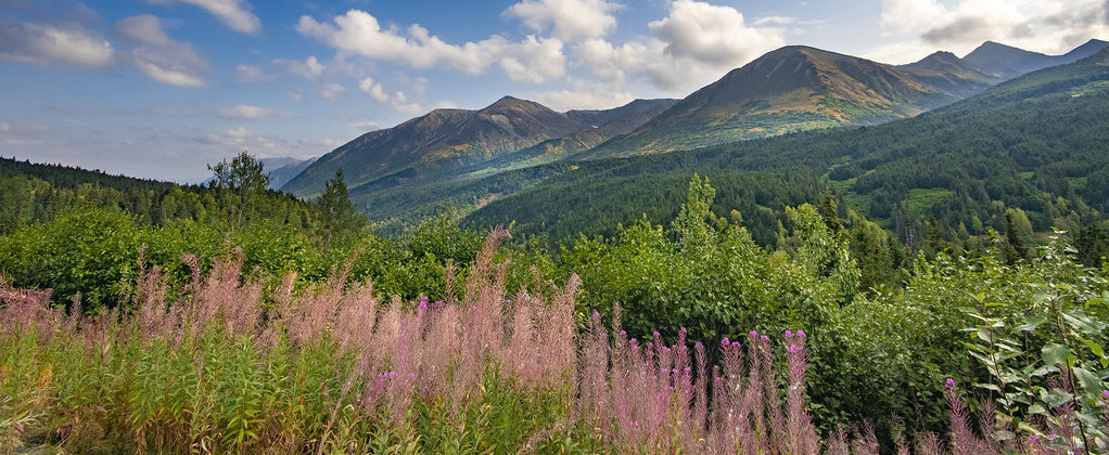 Lush forest in the mountains